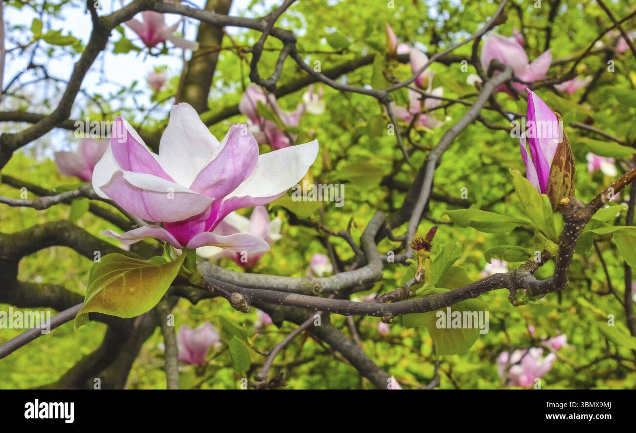 Rosa Magnolie Blume unter den Zweigen des Baumes eröffnet. Aus Close-up an einem sonnigen Frühlingstag. Frühling, Jahreszeiten, Jahreszeit Stockfoto
