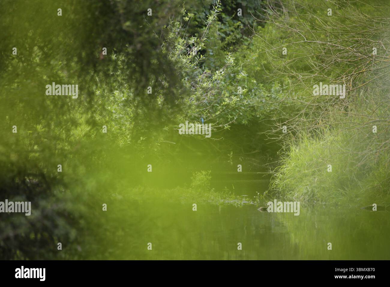 Dicht grüner Wald mit einem ruhigen Fluss, friedliche und beruhigende natürliche Atmosphäre. Gersprenz Hessen Stockfoto