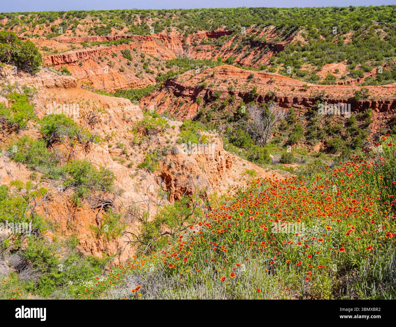Texanische Wildblumen am Rand des Holmes Creek Canyon, Caprock Canyon State Park, Quitaque, Texas, USA Stockfoto
