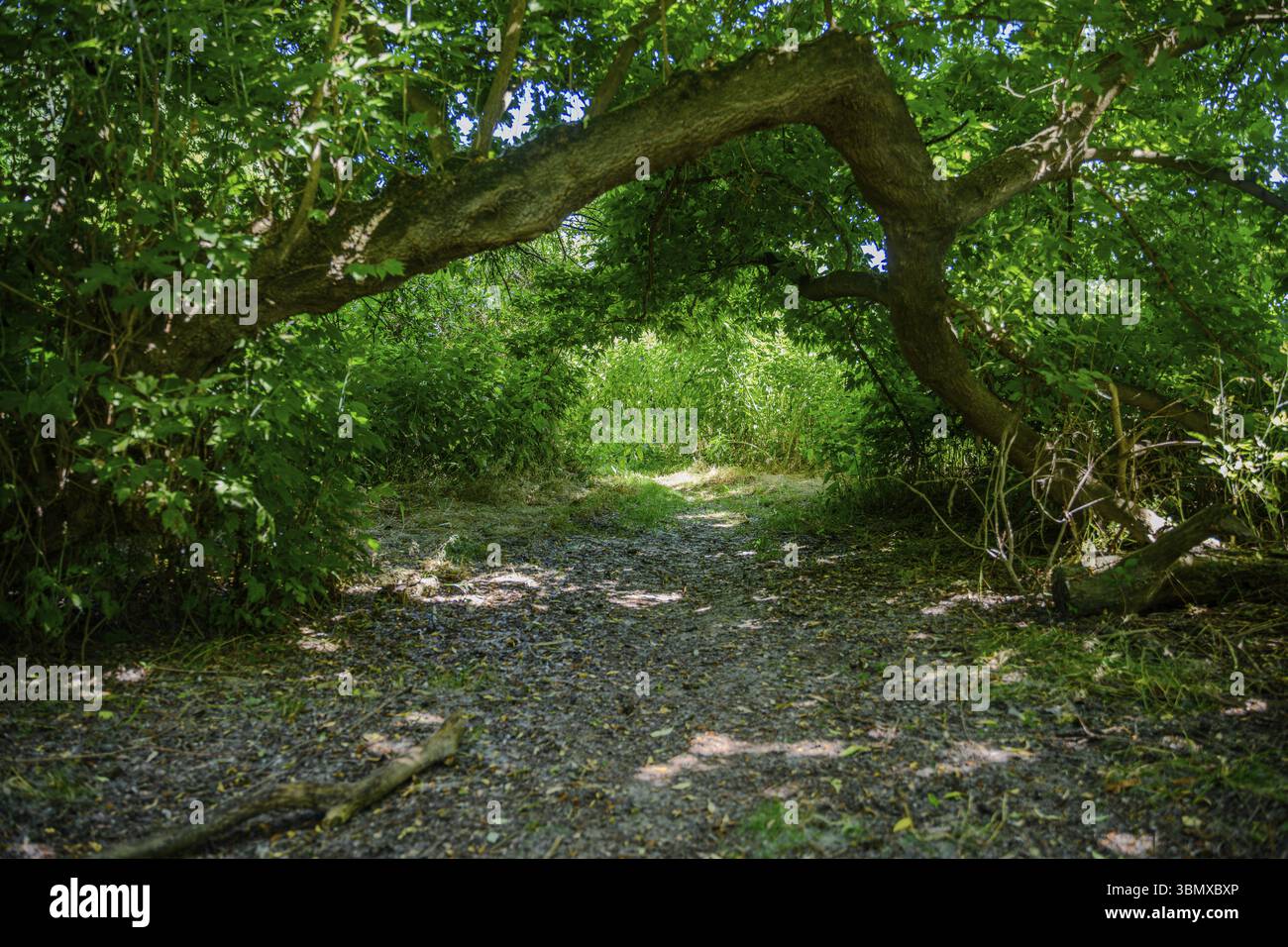 Ein Waldweg unter einem gebogenen Baum im grünen Schatten, Bogen, Niederbayern Stockfoto