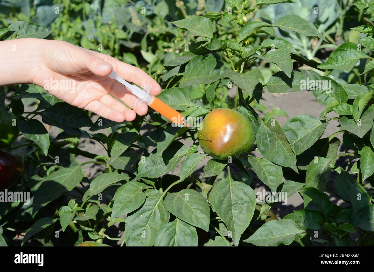 Wissenschaftler injizieren Chemikalien in grüne Paprika-GVO. Konzept für chemische GVO oder gentechnisch veränderte Lebensmittel. Stockfoto