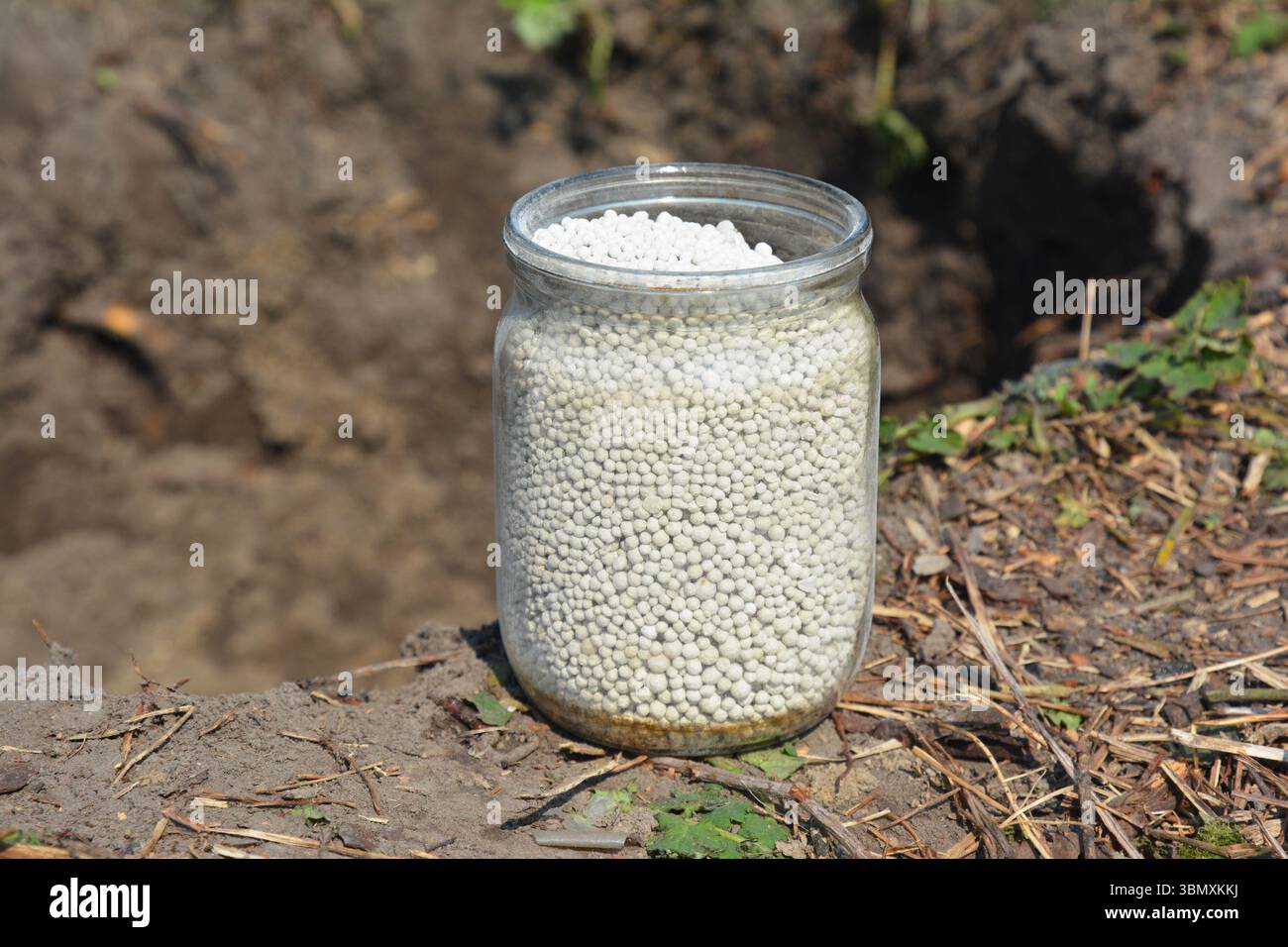Monocalciumphosphat ist eine anorganische Verbindung mit der chemischen Formel Ca(H2PO4)2 Dünger zum Anpflanzen von Obstbäumen im Glas. Stockfoto