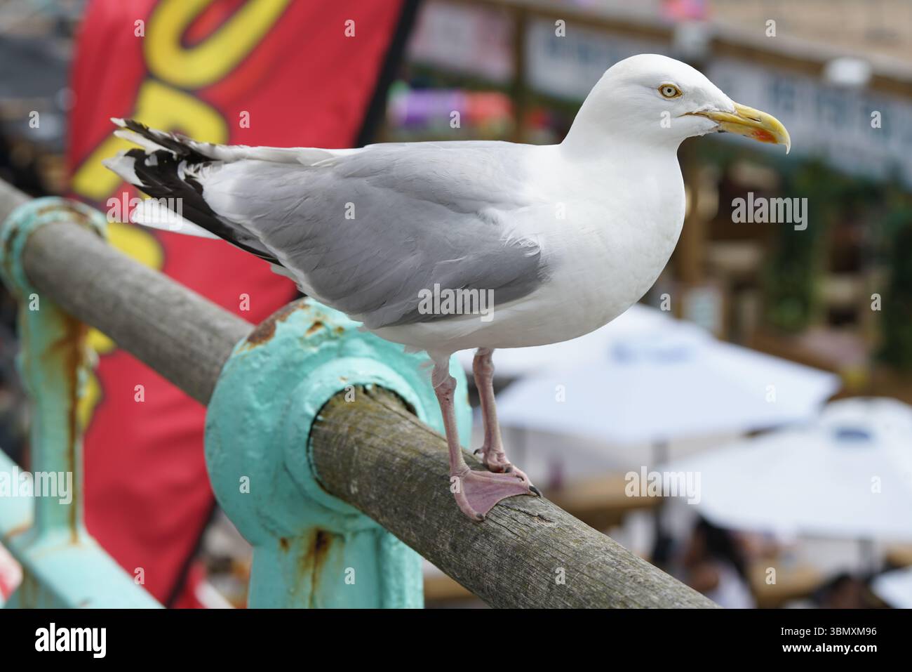 Möwe thront auf Metallgeländer in der Nähe des lebhaften Outdoor Cafe. Brighton, England Stockfoto
