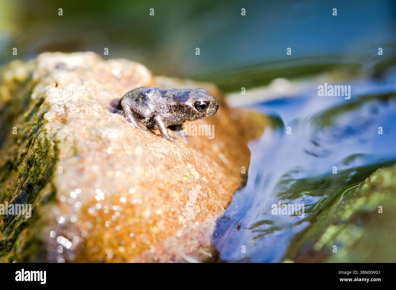 Europäischer gemeiner Frosch alias Rana temporaria nicht entwickeltes Baby mit Schwanz. Stockfoto
