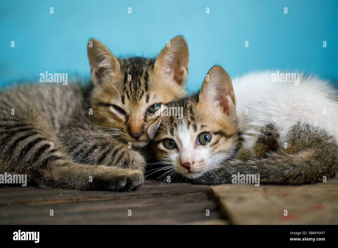 Eine Gruppe niedlicher Kätzchen kuschelten sich auf einer Holzfläche zusammen, um eine ruhige Szene zu schaffen Stockfoto
