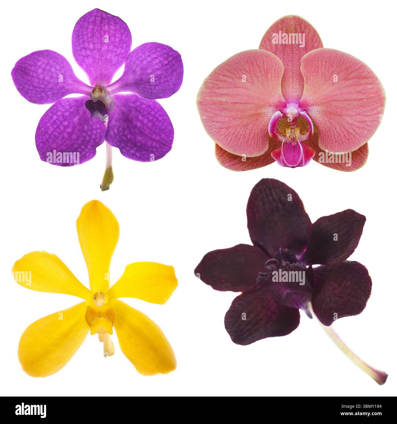 Es handelt sich um vier Orchideen, die auf weiß isoliert sind. Stockfoto