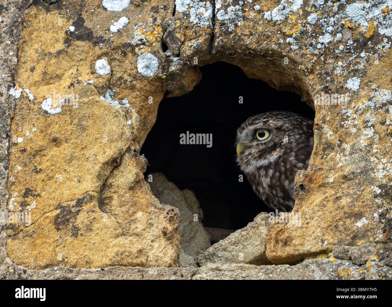 Eine kleine Eule ( Athene noctua), die bei Sonnenuntergang von einer Steinfelde im ländlichen Bedfordshire, Großbritannien, blickt Stockfoto