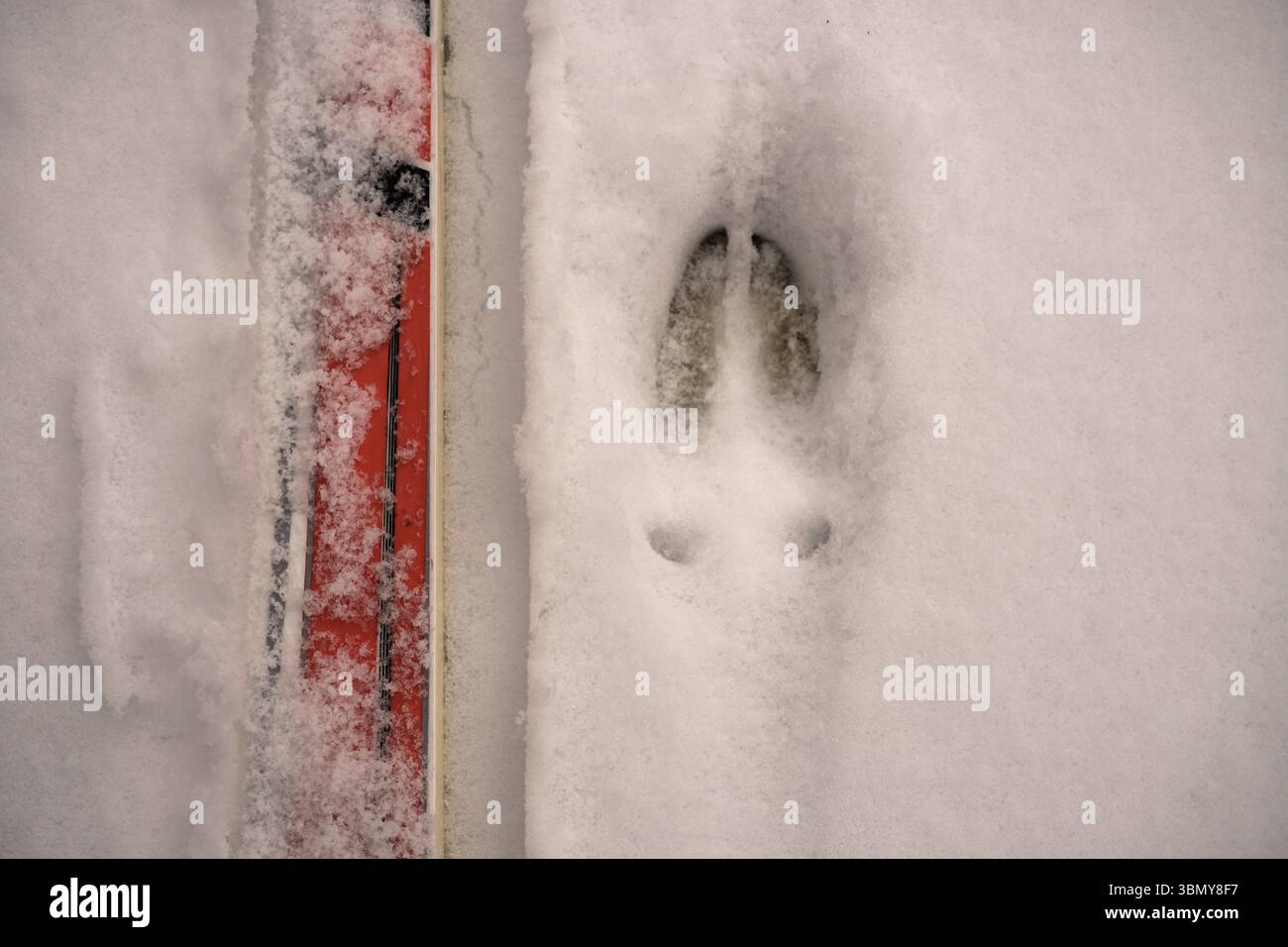 Fußabdruck im Schnee, Hufabdruck eines Rehs, Wildschweins, Hirsch neben einem roten Ski zum Größenvergleich Stockfoto