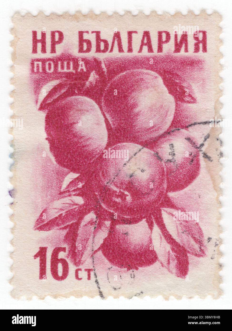 BULGARIEN — 27. April 1956: Eine Briefmarke mit 16 Stotinka-Flieder-Rose, die Äpfel darstellt. Ein Apfel ist eine essbare Frucht, die von einem Apfelbaum (Malus domestica) erzeugt wird. Apfelbäume werden weltweit angebaut und sind die am weitesten verbreiteten Arten der Gattung Malus. Der Baum stammt aus Zentralasien, wo sein wilder Vorfahr Malus sieversii noch heute zu finden ist. Äpfel werden seit Tausenden von Jahren in Asien und Europa angebaut und von europäischen Kolonisten nach Nordamerika gebracht. Äpfel haben religiöse und mythologische Bedeutung in vielen Kulturen, einschließlich der nordischen, griechischen und europäischen Tradition Stockfoto