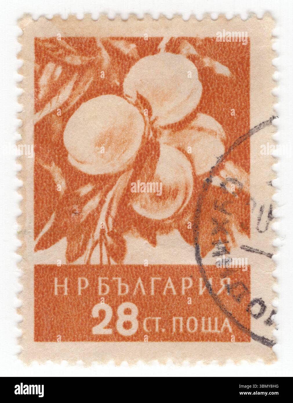 BULGARIEN — 29. Juni 1956: Eine orangenbraune Briefmarke mit 28 Stotinka, die Pfirsiche darstellt. Prunus persica ist ein Laubbaum, der zuerst in Ostchina domestiziert und angebaut wurde. Er trägt essbare saftige Früchte, die Gattung Prunus, zu der auch Kirsche, Aprikose, Mandel und Pflaume gehören, aus der Familie der Rosen. Der Pfirsich wird mit der Mandel in die Untergattung Amygdalus klassifiziert, die sich von den anderen Untergattungen durch die Wellkernschale (Endocarp) unterscheidet. Aufgrund ihrer engen Verwandtschaft schmeckt der Kern eines Pfirsichsteins bemerkenswert ähnlich wie Mandel, und Pfirsichsteine werden oft verwendet, um eine billige Version von Marzip herzustellen Stockfoto