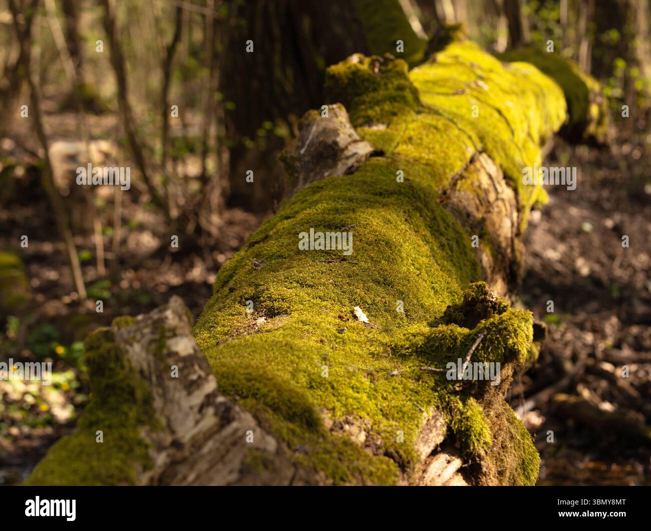 Ein Teppich aus Moos bedeckte den alten gefallenen Baumstamm vollständig Stockfoto