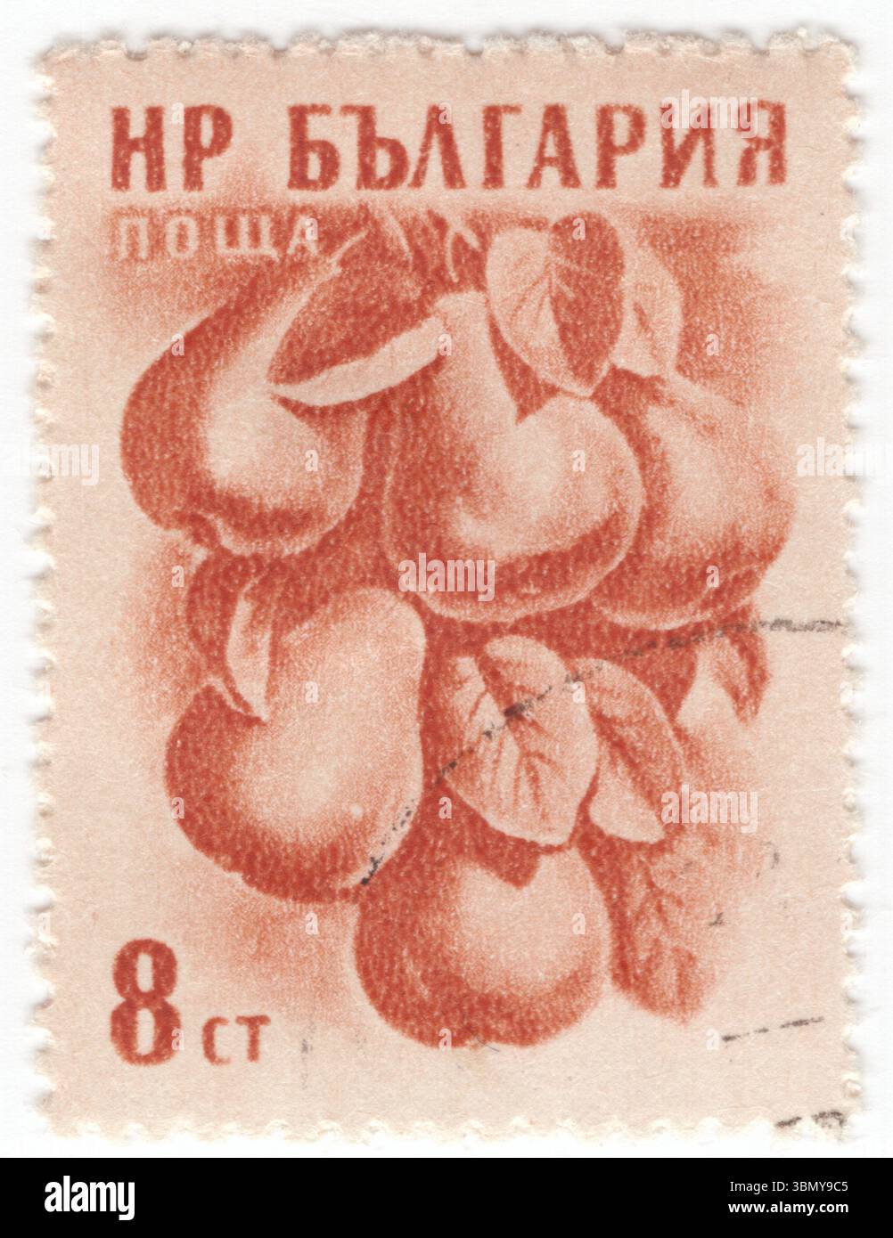 BULGARIEN — 13. April 1957: 8 stotinki-braune Briefmarke mit Birnen, sind Früchte, die weltweit produziert und verbraucht werden, die auf einem Baum wachsen und im Spätsommer bis Oktober auf der nördlichen Hemisphäre geerntet werden. Birnenbaum und Sträucher sind eine Art der Gattung Pyrus aus der Familie der Rosaceae, die die gleichnamigen Pomaceae trägt. Mehrere Birnenarten werden wegen ihrer essbaren Früchte und Säfte geschätzt, während andere als Bäume angebaut werden. Weltweit werden etwa 3.000 bekannte Birnensorten angebaut, die sich in Form und Geschmack unterscheiden. Die Früchte werden frisch, konserviert, als Saft oder getrocknet verbraucht Stockfoto
