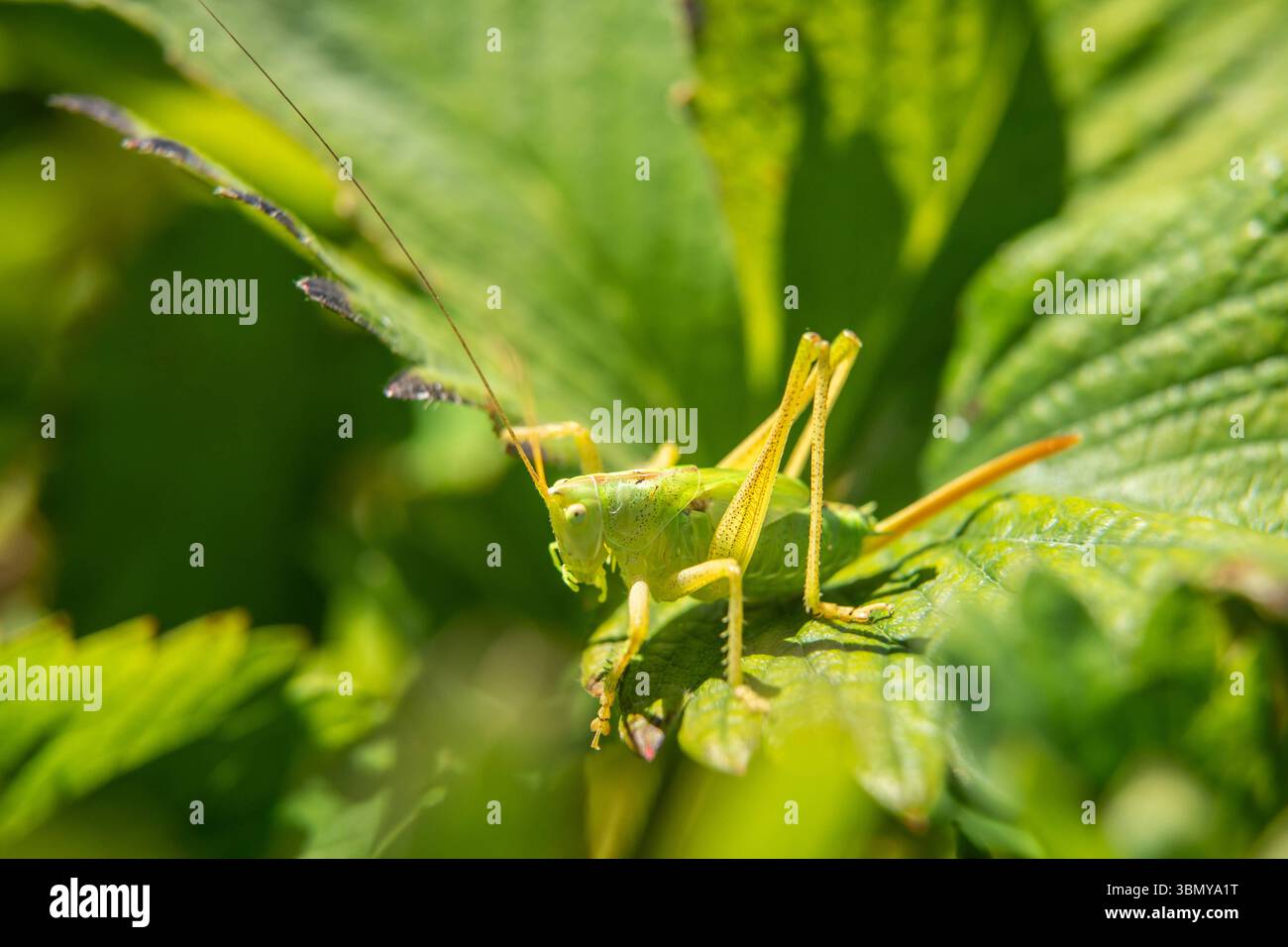 Ein grünes Heupferd hält sich bei Sonnenschein an Blättern auf einer Erdbeerplantage fest. Rottweil Baden-Württemberg Deutschland *** Eine grüne Heuschrecke klammert sich an Blätter auf einer Erdbeerplantage im Sonnenschein Rottweil Baden-Württemberg Deutschland Stockfoto