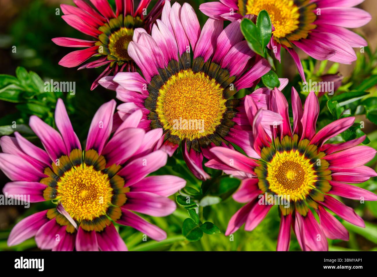 Pink Gazania, eine typische englische Gartenblume Stockfoto