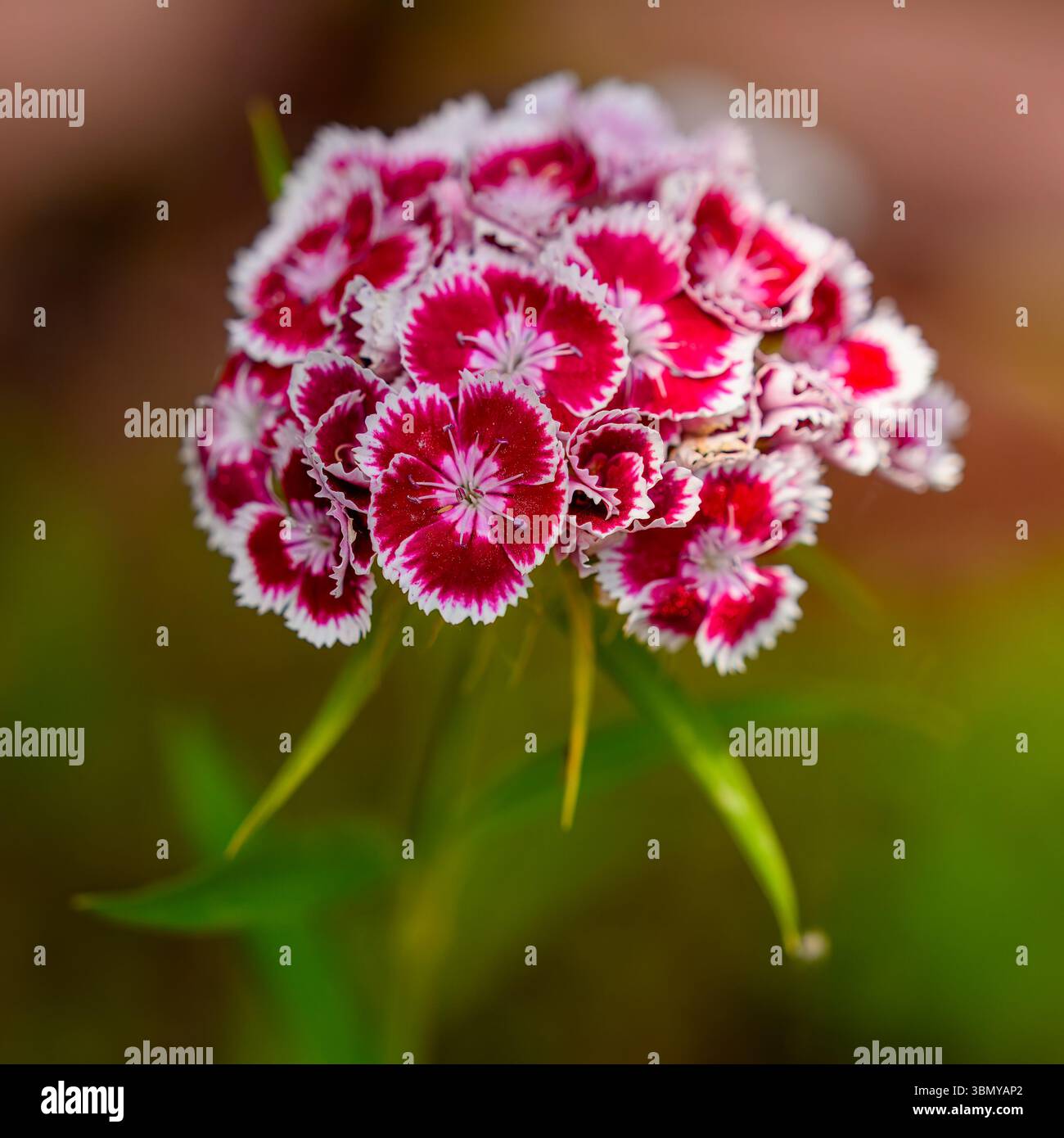 Der süße William, eine typische englische Gartenblume Stockfoto
