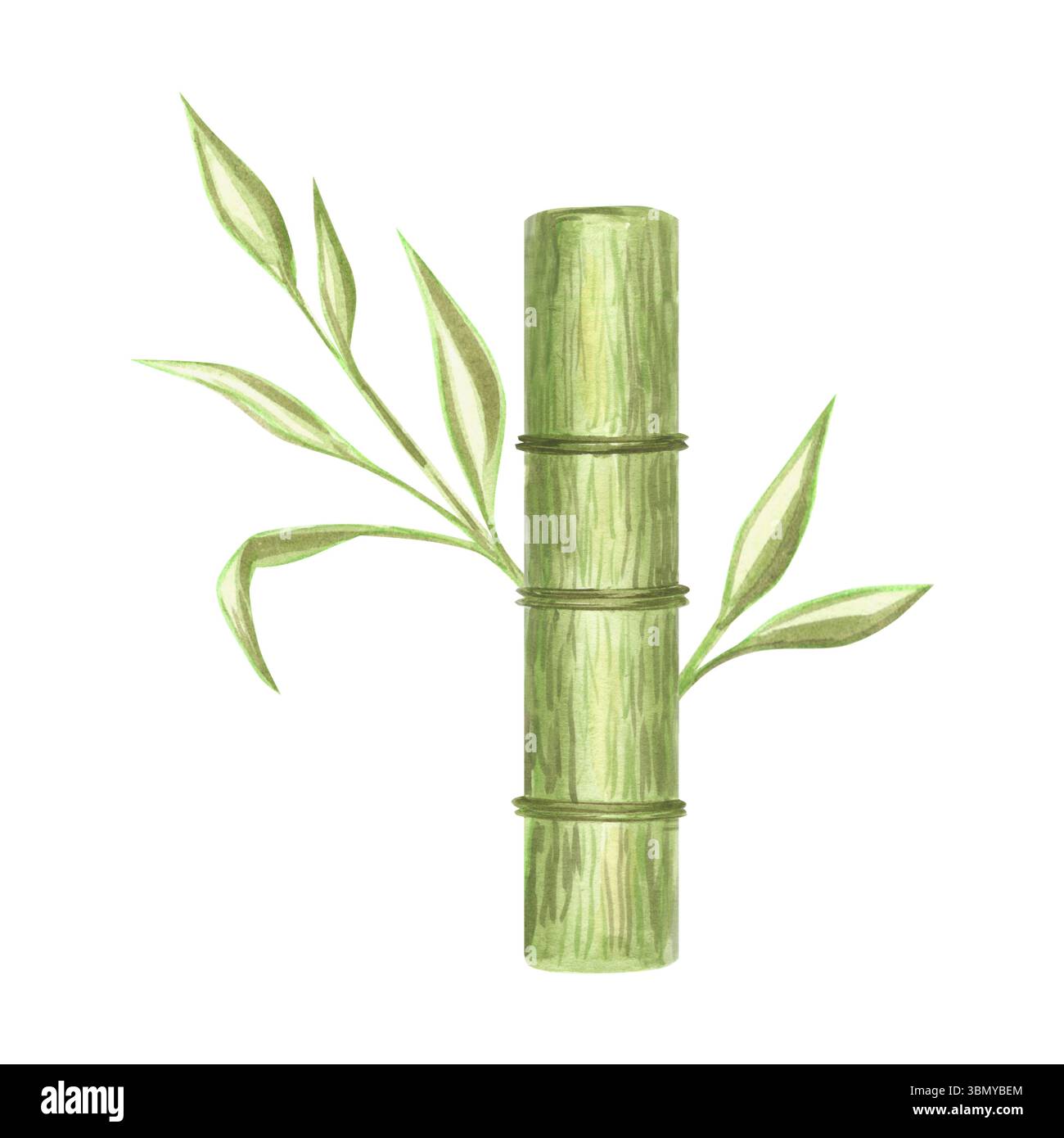 Grüner Bambusstiel, Baumstamm mit Blättern isolierte Aquarellillustration. Handgezeichneter Grünzweig für botanisches, umweltfreundliches Design. Orientalisch Stockfoto