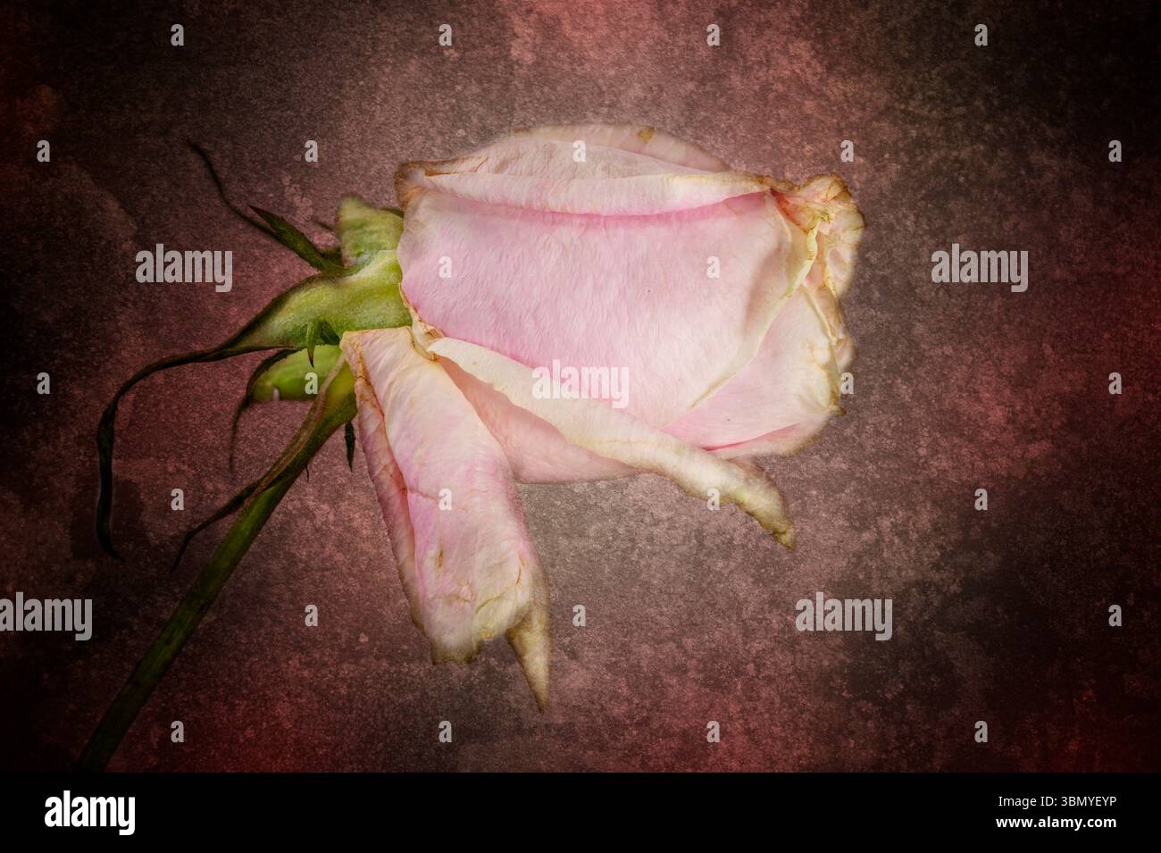 Eine sterbende rosafarbene Rosenblume auf einem verstörten Hintergrund Stockfoto