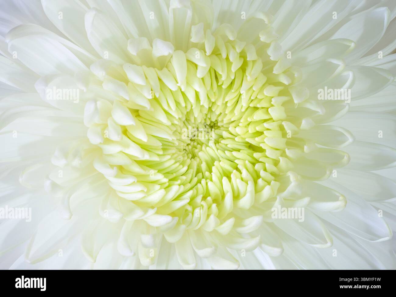 Eine Nahaufnahme des Zentrums einer weißen Chrysanthemenblume Stockfoto