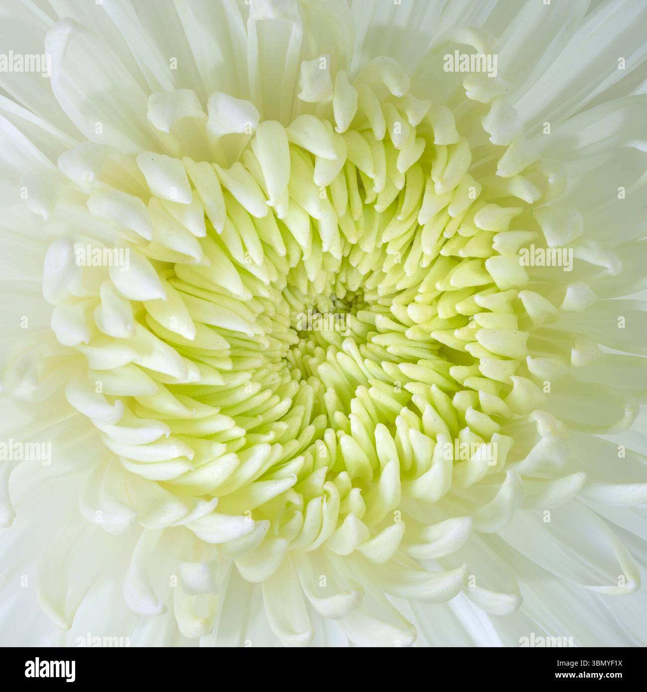 Eine Nahaufnahme des Zentrums einer weißen Chrysanthemenblume Stockfoto
