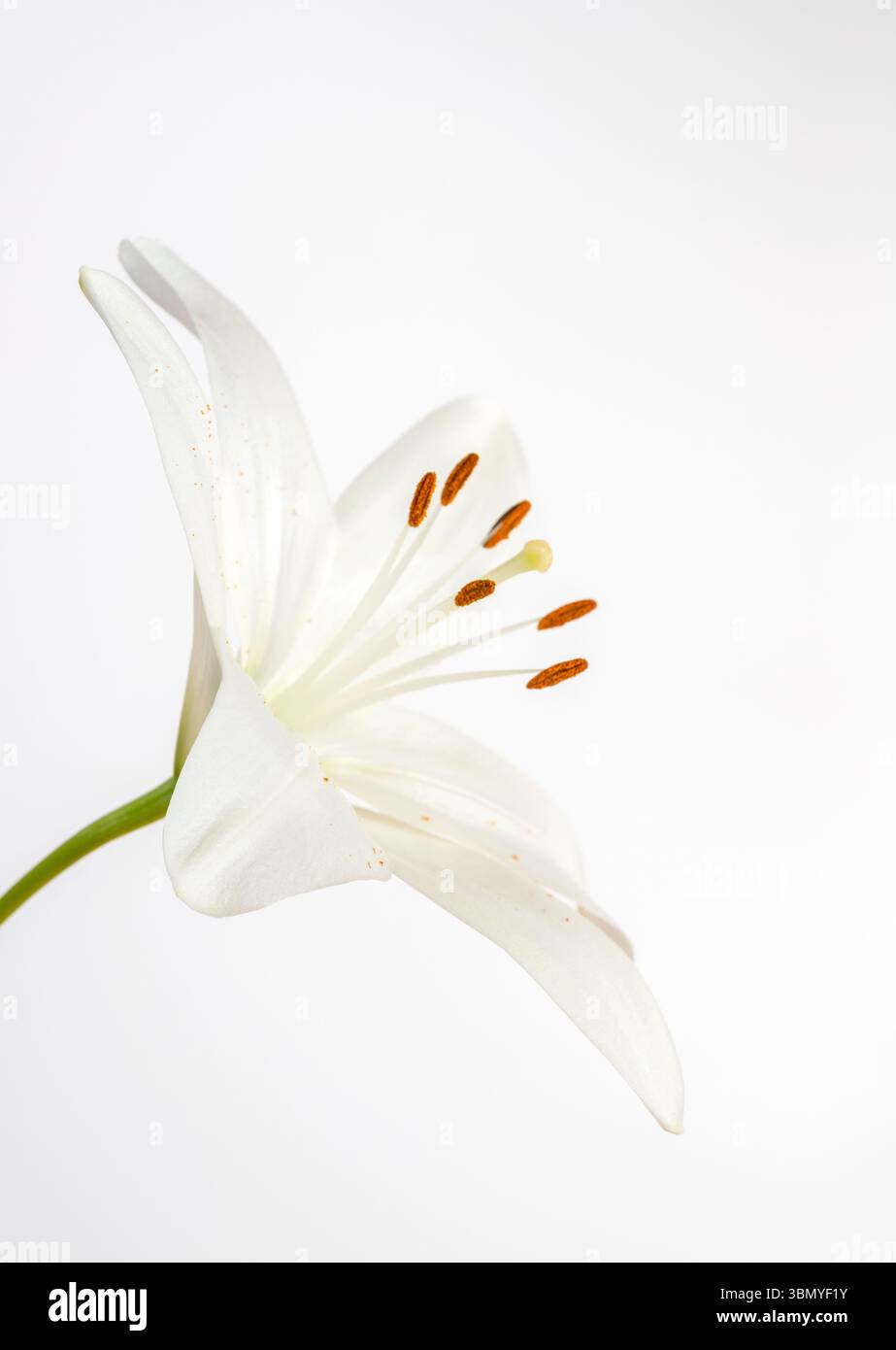 Eine weiße Lilienblüte, fotografiert auf einem schlichten weißen Hintergrund, mit leuchtend orangefarbenen Pollen Stockfoto