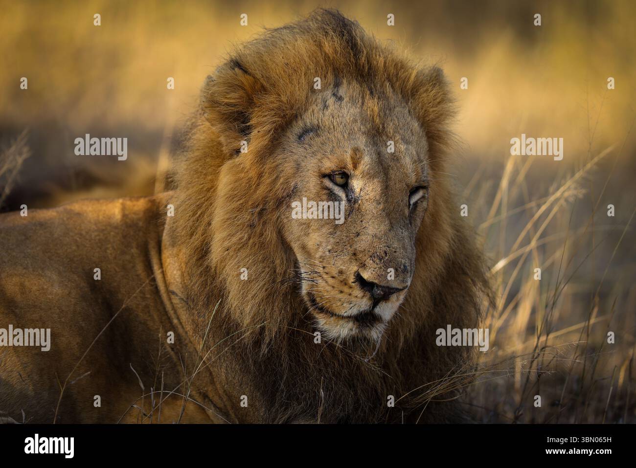 Porträt des männlichen Löwen im Sabi Sands Game Reserve in Südafrika Stockfoto