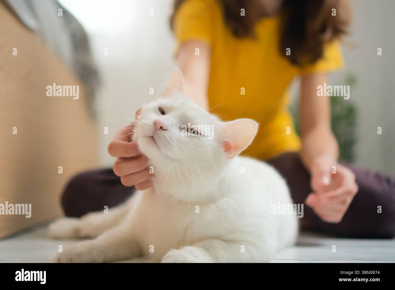 Eine heranwachsende Frau, die ihre unberührte weiße Katze in liebevoller Umarmung hält. Schöne Demonstration von Tierfreundschaft und Hingabe. Stockfoto