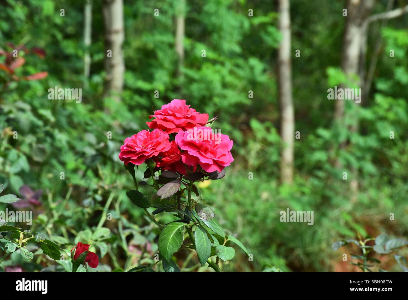 Wunderschöne Rosen in voller Blüte, symbolisiert Liebe, Schönheit und Natur. Perfekt für Blumenmotive, romantische Designs, Gartenarbeit und naturnahe Konzepte Stockfoto