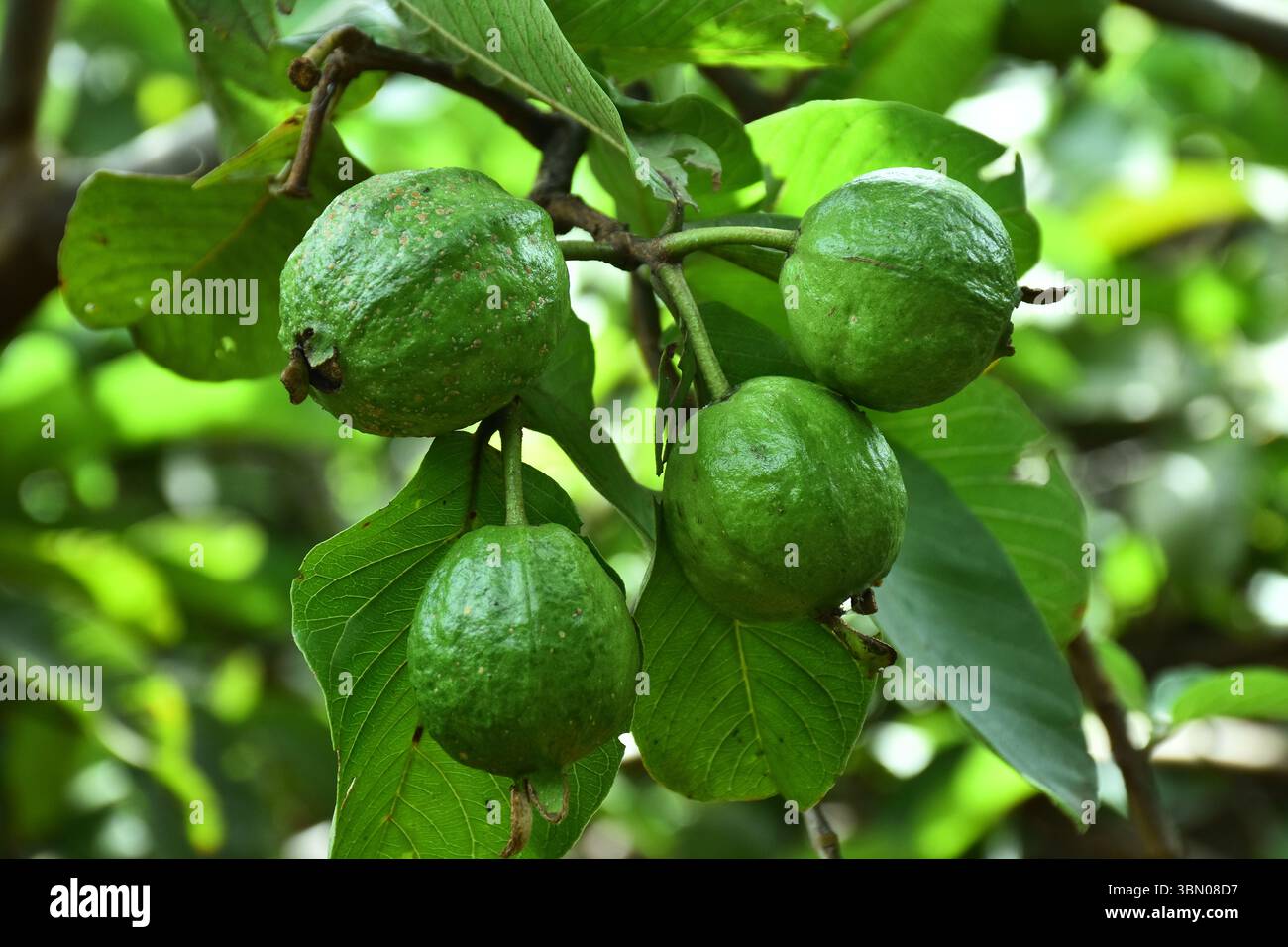 Frische Guava-Früchte hängen am Baumzweig – Eine Nahaufnahme tropischer Süße, natürlicher Schönheit und ökologischer Landbau in ländlichen Landschaften. Stockfoto