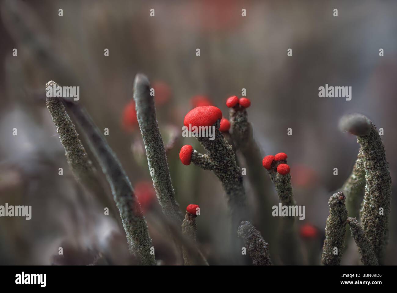 Wunderschöne Flechte mit roter Kappe - Cladonia cristatella, allgemein bekannt als die britische Soldatenflechte im Kiefernwald. Makrofotografie Stockfoto