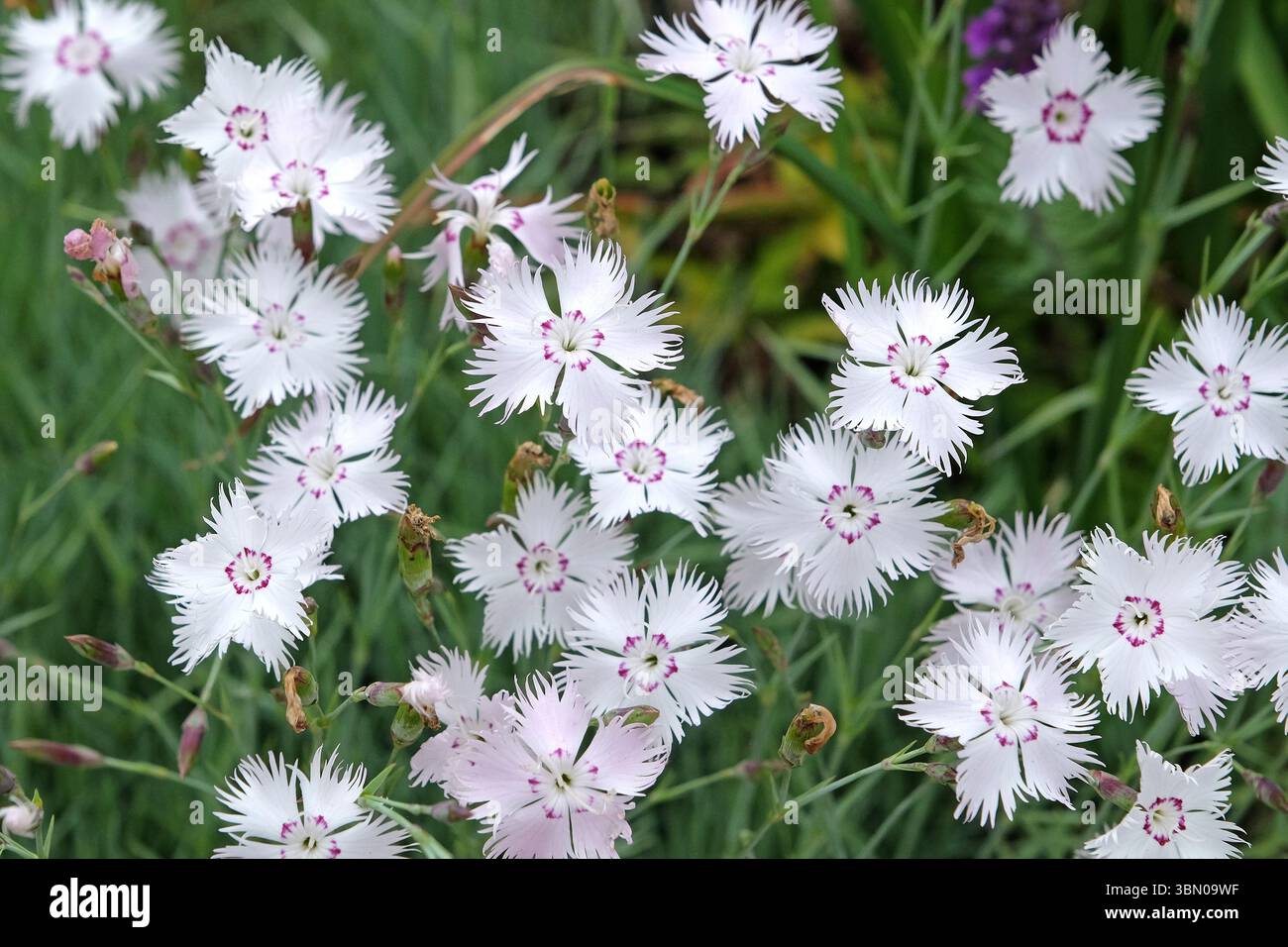 Weiß und rosa umringt Dianthus plumarius, Nelke rosa, in Blüte. Stockfoto