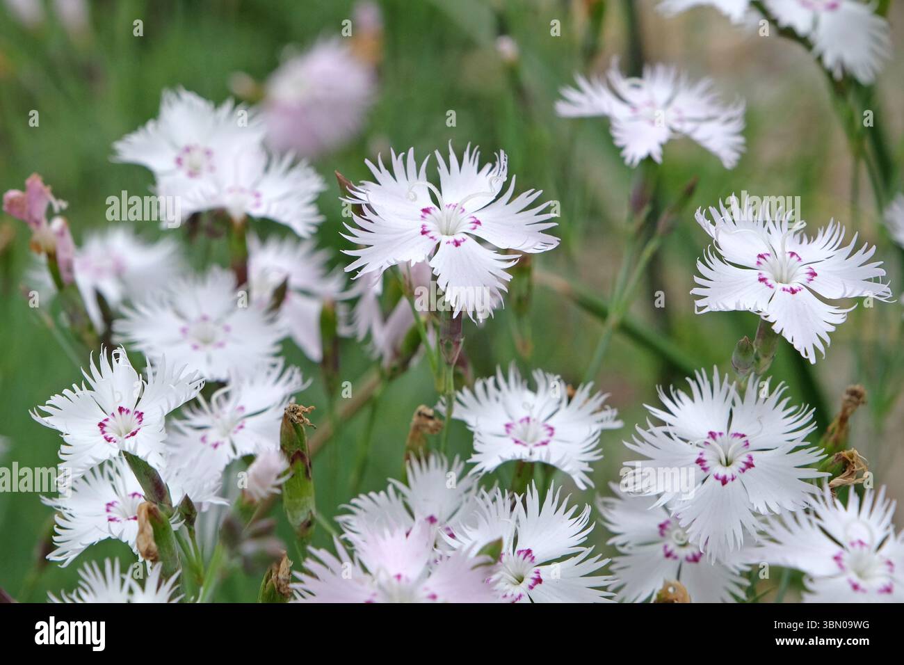 Weiß und rosa umringt Dianthus plumarius, Nelke rosa, in Blüte. Stockfoto