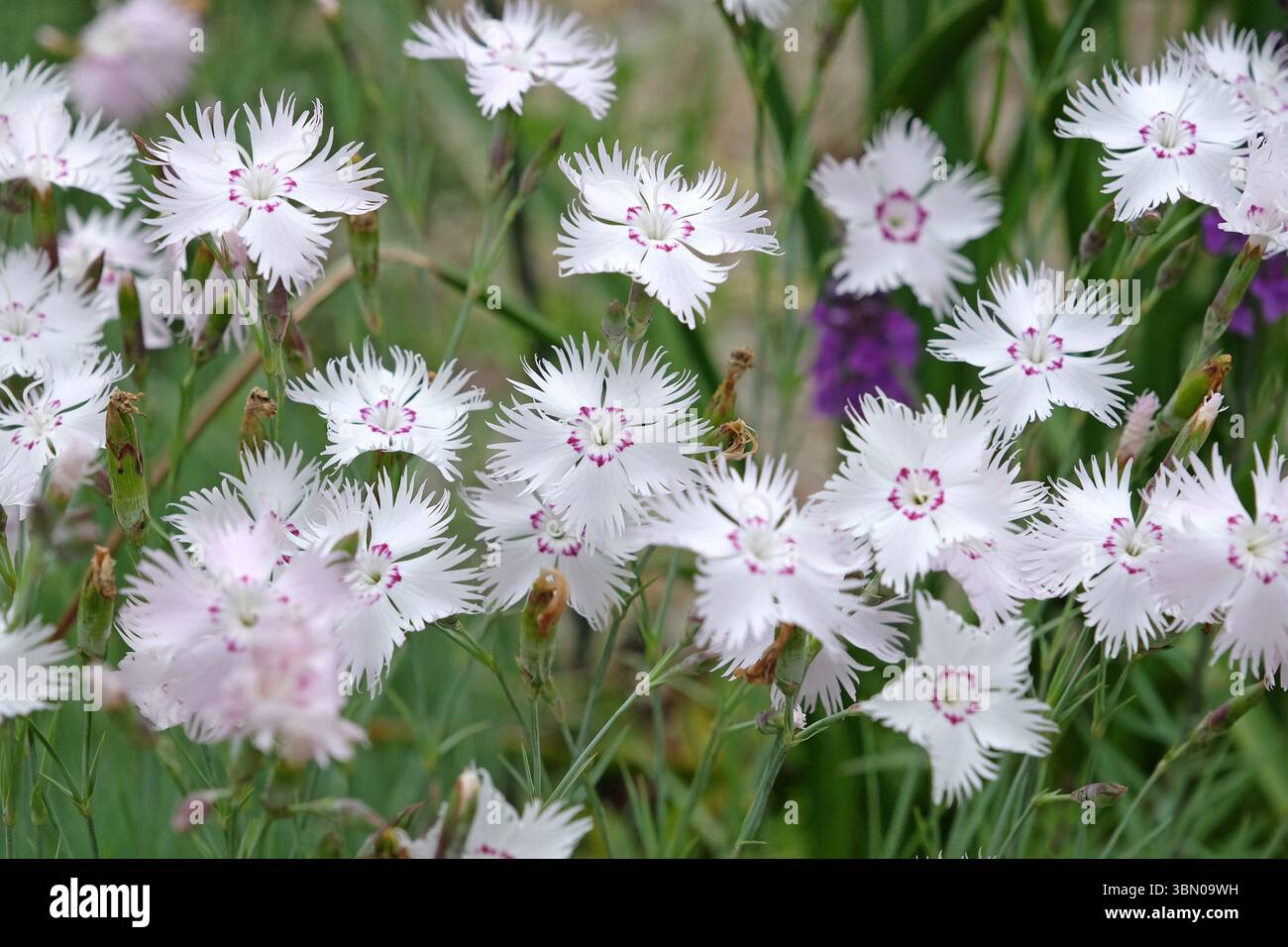 Weiß und rosa umringt Dianthus plumarius, Nelke rosa, in Blüte. Stockfoto