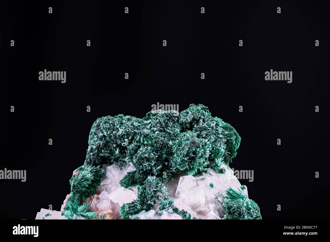 Grüner Malachit auf weißem Calcit. Exemplar aus der Tsumeb-Mine, Namibia. Makrofotografie Detail Textur Hintergrund. Nahaufnahme Mineralkristall unpoliert Stockfoto