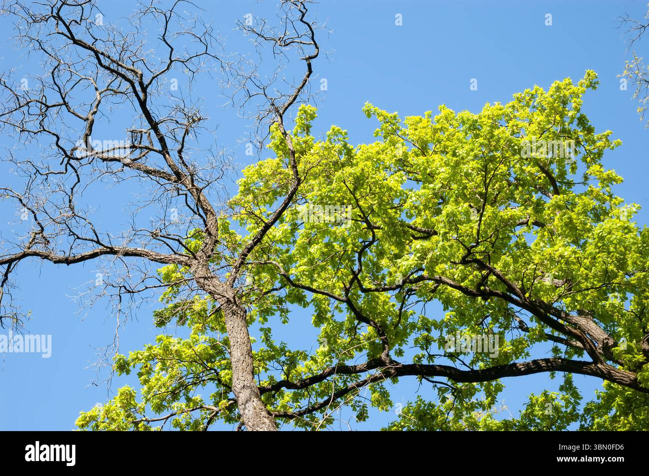 Vor blauem Himmel bilden Zweige eines Baumes mit grünen Blättern und eines anderen Baumes mit blanken Zweigen einen auffälligen Kontrast. Stockfoto