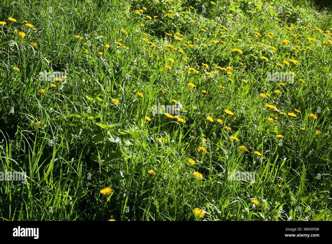 Üppiges grünes Gras gefüllt mit gelben Löwenzahn, hell beleuchtet von der Sommersonne – eine lebendige und fröhliche Szene. Stockfoto