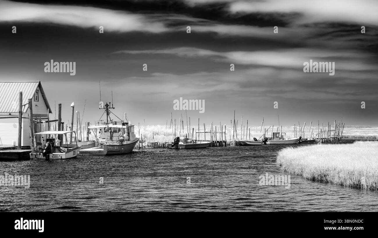 Eine ruhige Schwarz-weiß-Szene fängt einen ruhigen Hafen mit Booten ein, die an einem kleinen Dock vor einem dramatischen Himmel liegen. Große Gräser säumen die Stockfoto