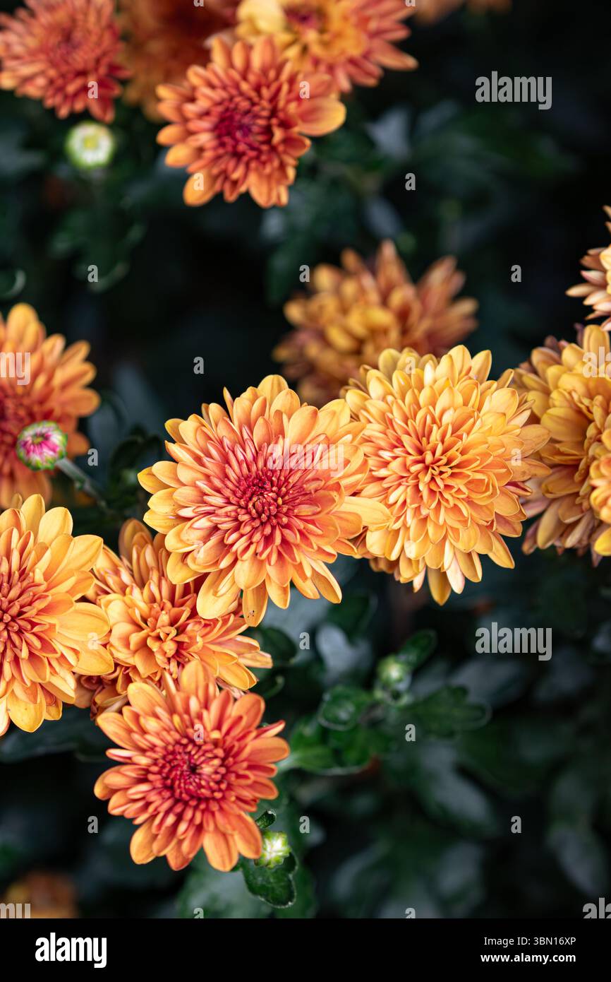 Chrysanthemenblumen, auch bekannt als Mütter in einem kalifornischen Garten Stockfoto