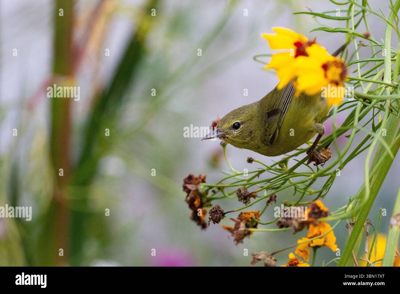 Orangenkrone, Leiothlypis celata auf der Suche nach Käfern in einem Golden Wave Coreopsis-Busch in einem kalifornischen Garten. Stockfoto
