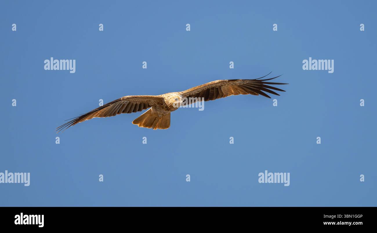 Whistling Drachen (Haliastur sphenurus) großer sandfarbener Raptor. Im Flug hat er ein starkes Unterflügelmuster und hält seine Flügel in einer gebogenen M-Form. Stockfoto