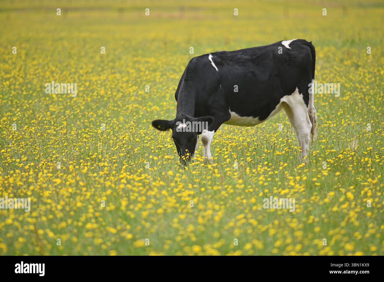 Kühe, die an einem Sommertag auf einer Milchfarm in der Nähe von Reefton, Neuseeland, weiden Stockfoto