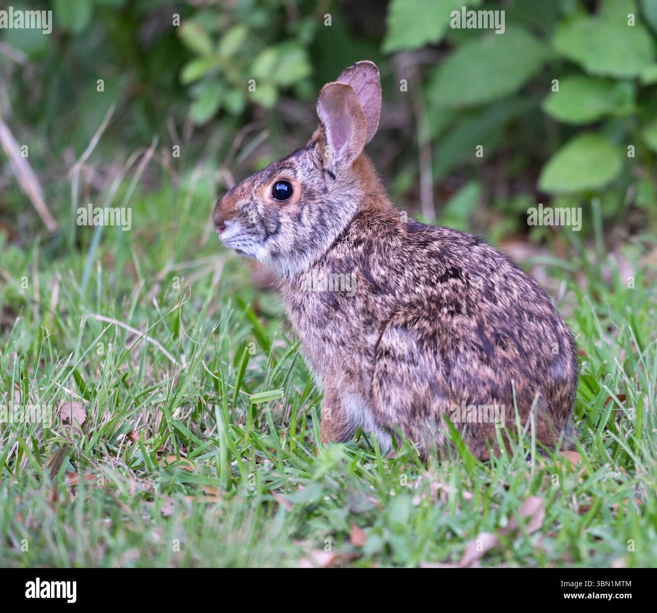 Sumpfkaninchen (Sylvilagus aquaticus) im Gras, bolivar Halbinsel Texas, USA. Stockfoto