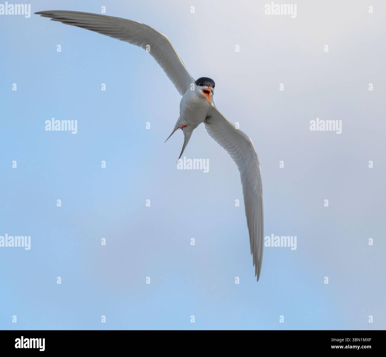 Die kleinste Seeschwalbe (Sternula antillarum), die am blauen Himmel über dem Ozean fliegt Stockfoto