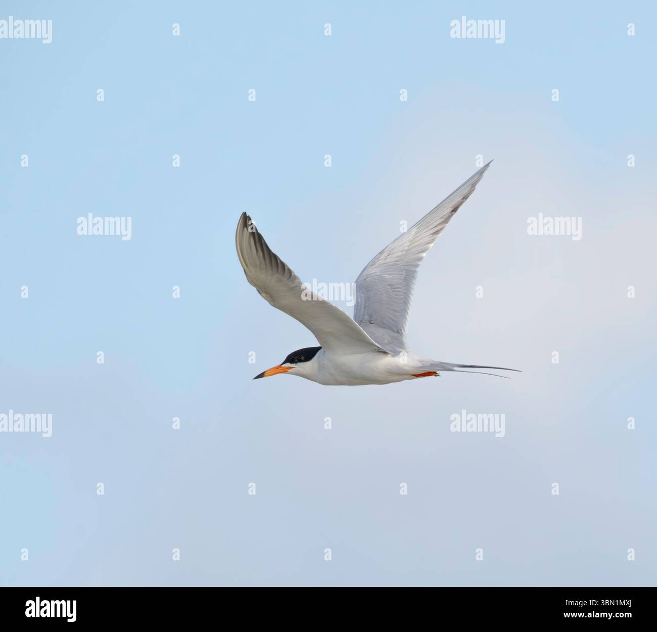 Die kleinste Seeschwalbe (Sternula antillarum), die am blauen Himmel über dem Ozean fliegt Stockfoto
