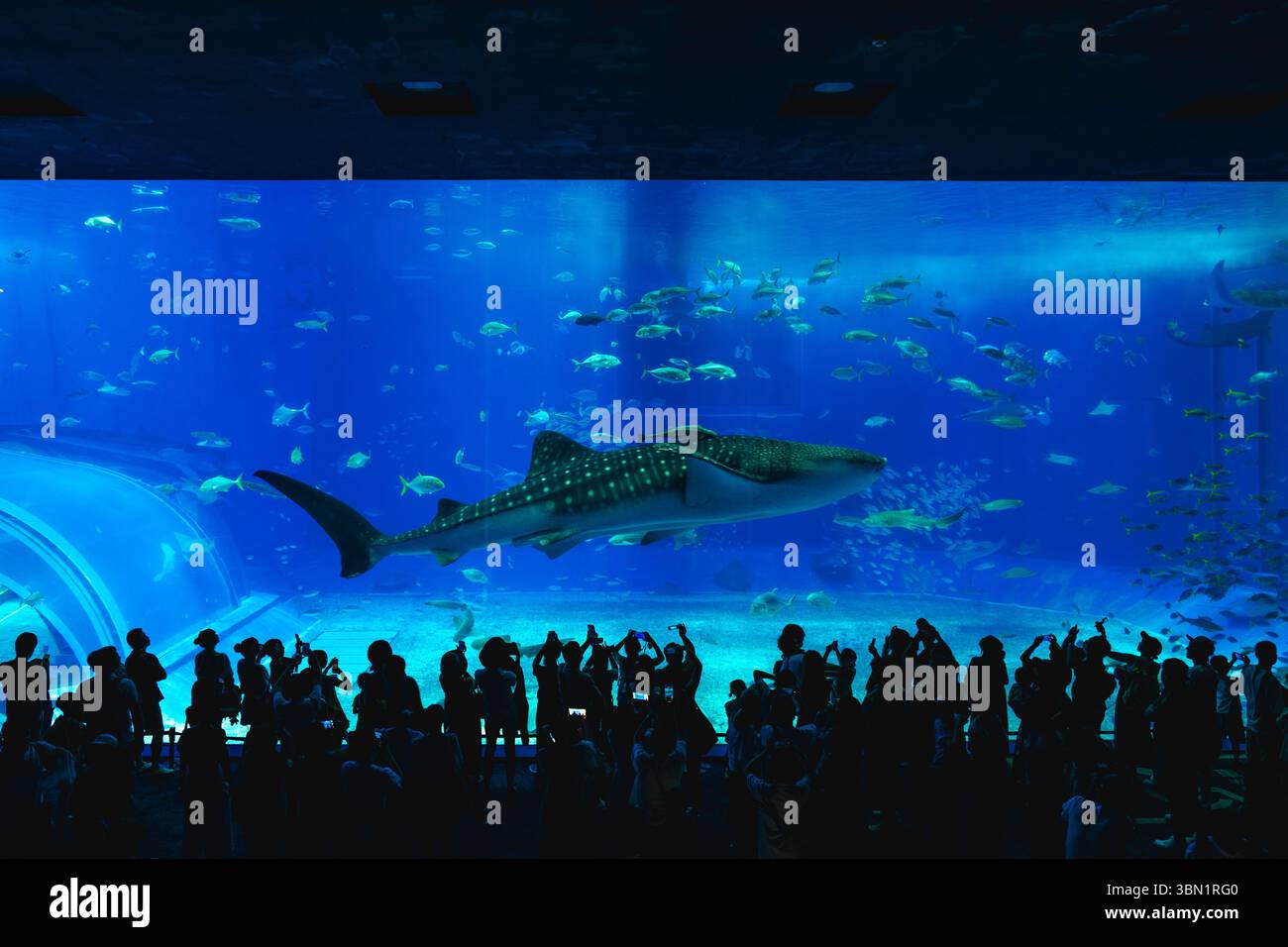 26. Juni 2025: Das Okinawa Churaumi Aquarium, das Kuroshio-Meer genannt wird, befindet sich im Ocean Expo Park in Okinawa, Japan Stockfoto