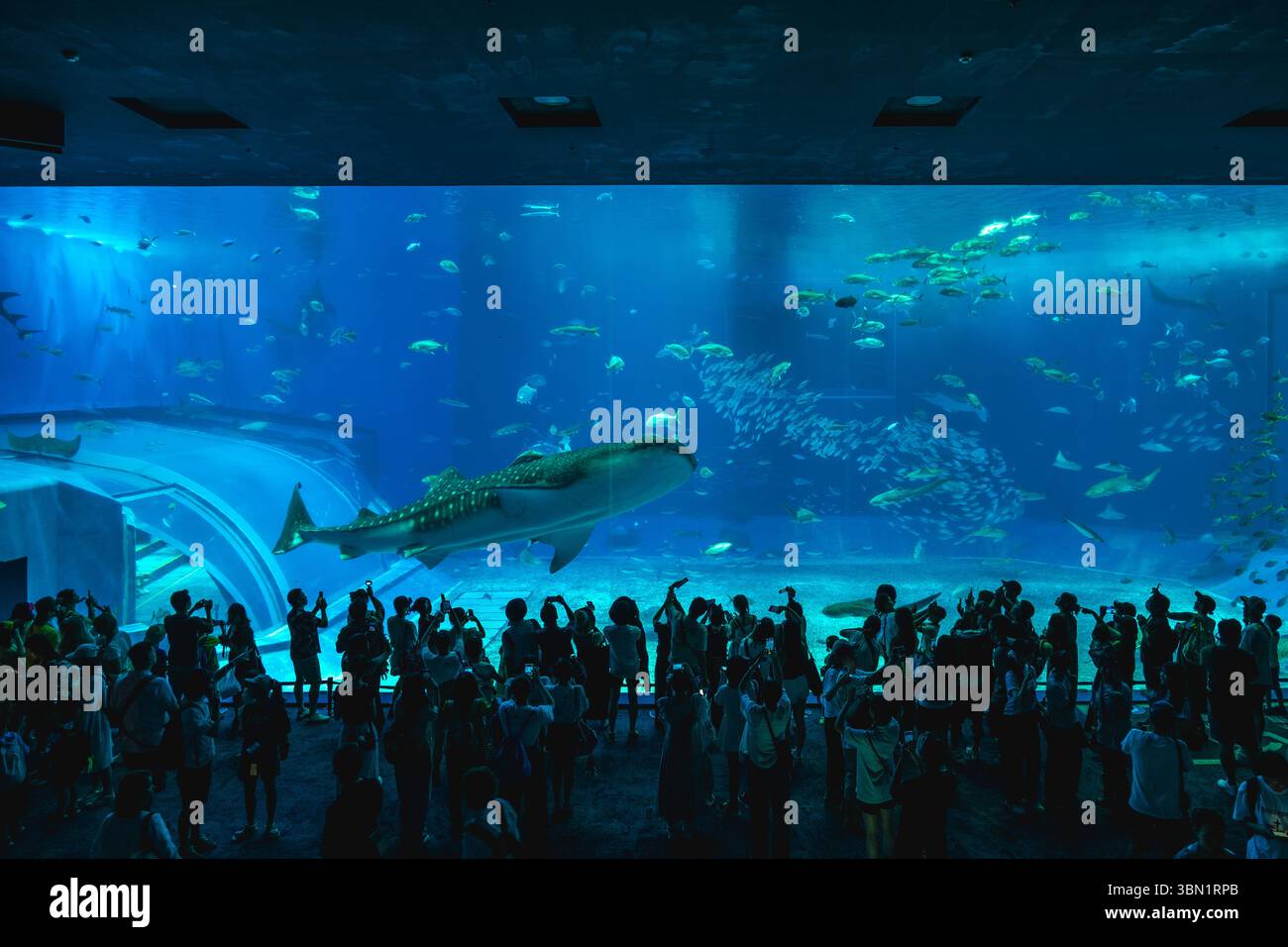 26. Juni 2025: Das Okinawa Churaumi Aquarium, das Kuroshio-Meer genannt wird, befindet sich im Ocean Expo Park in Okinawa, Japan Stockfoto