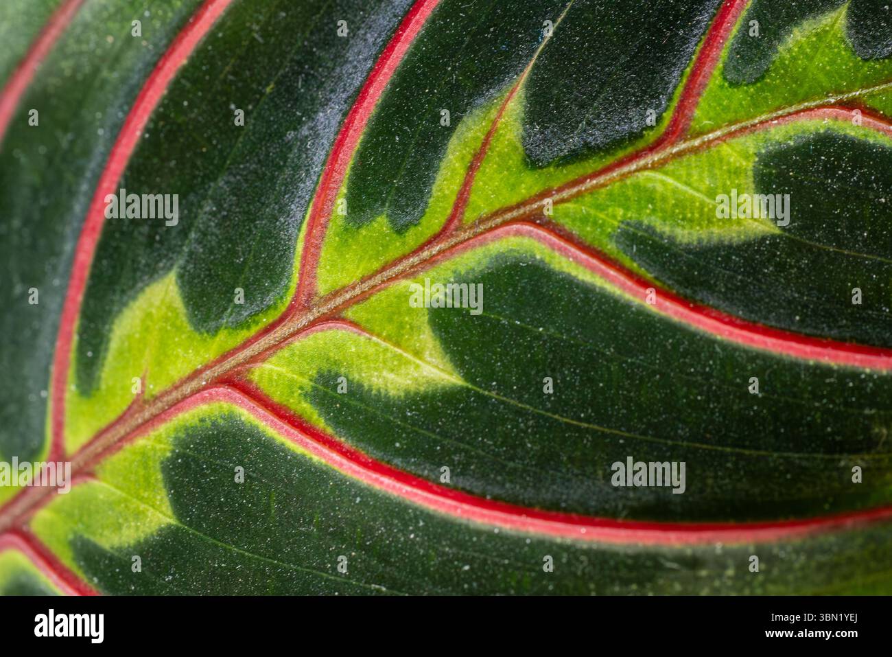 Schöne frische maranta leuconeura Pflanze oder Gebetspflanze Blatt. Nahaufnahme, selektiver Fokus Stockfoto