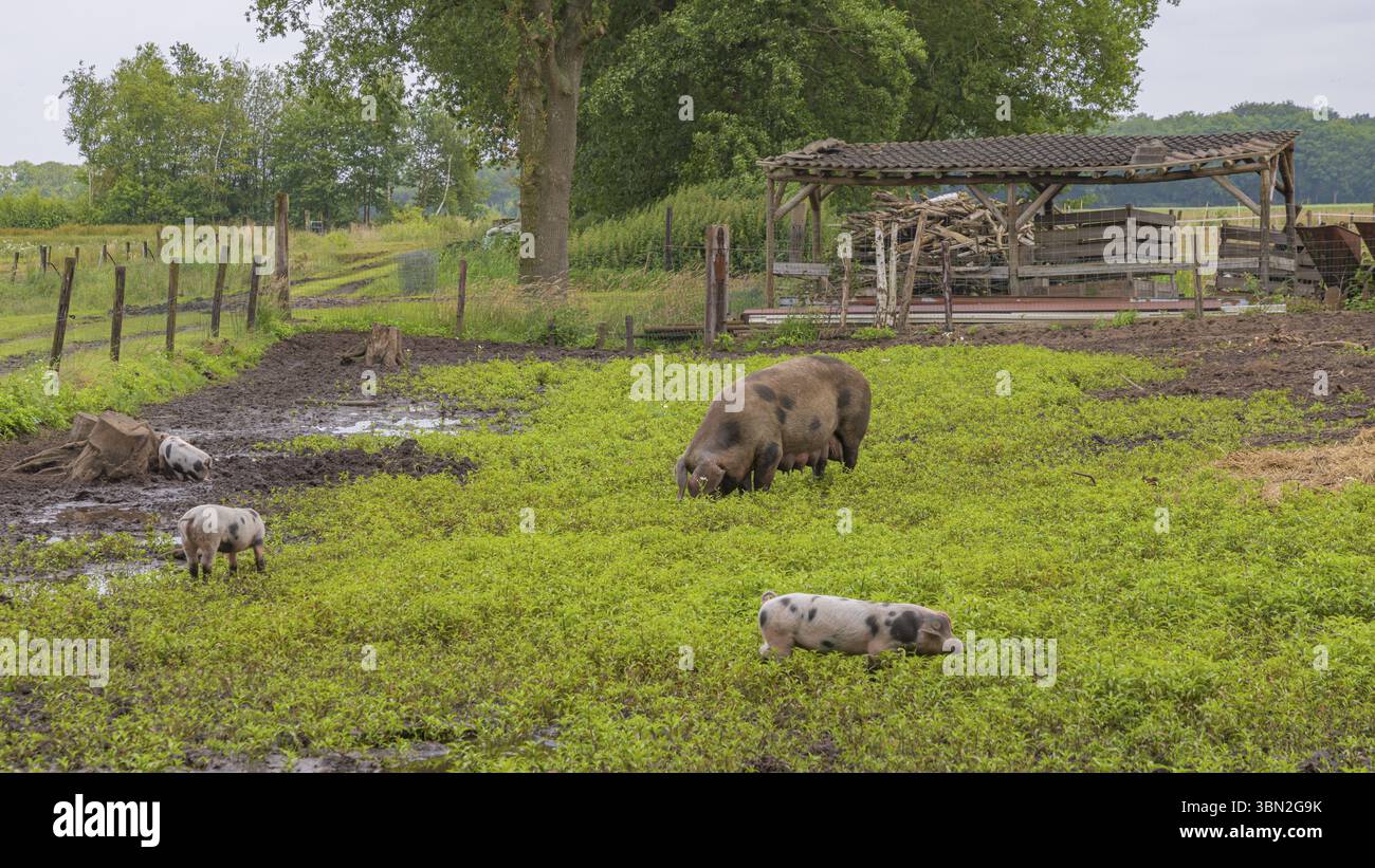 Gefleckte Familie von Bentheimer-Schweinen, die im Schlamm und Grasland im Freien auf Nahrungssuche sind Stockfoto