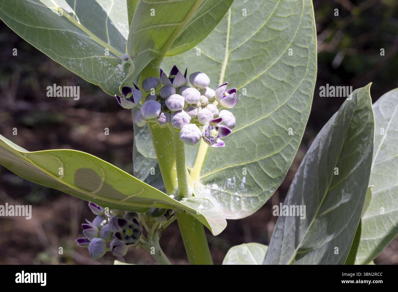Calotropis procera (Apocynaceae), auch Sodom-Pflanze und Sodom-Apfel genannt, mit Blumen aus Afrika. Grüne Früchte enthalten giftigen milchsaft Latex-Lik Stockfoto
