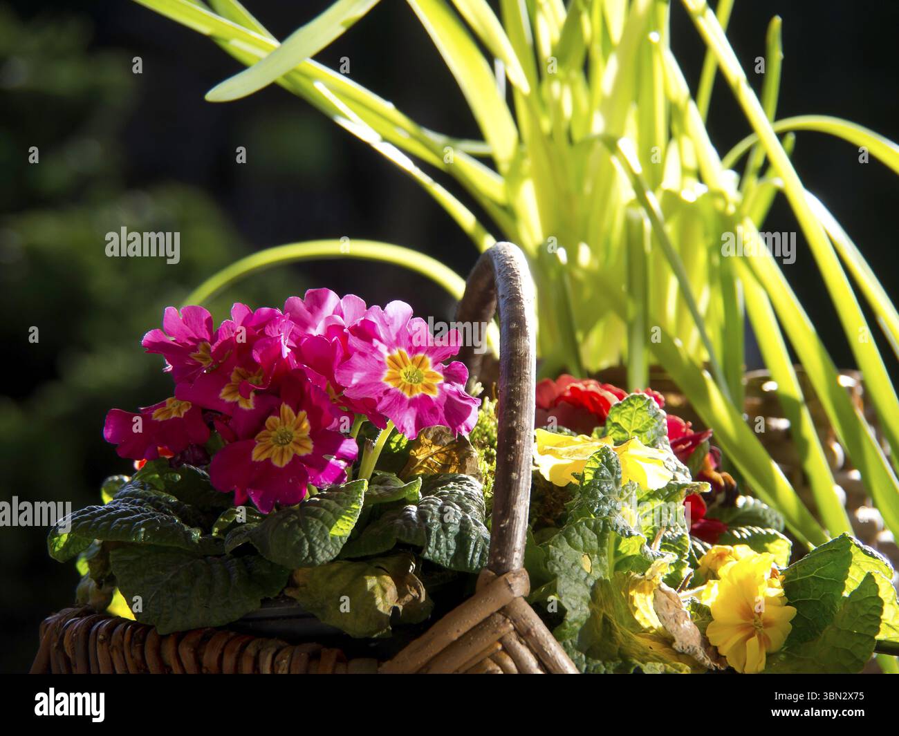Farbenfroher Blumenkorb unter Sonnenlicht mit lebhaftem Grün, Borken, münsterland, Deutschland, Europa Stockfoto