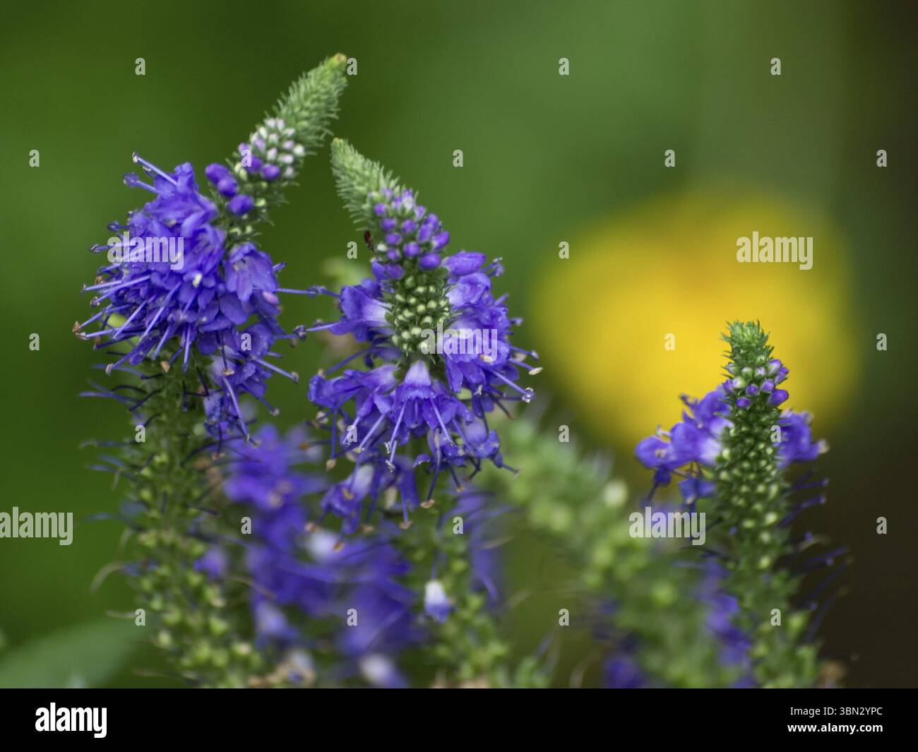 Gruppe blauer Blumen vor einem grünen verschwommenen Hintergrund, Borken, Münsterland, Deutschland, Europa Stockfoto